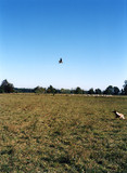 Flying bird, 2005