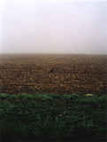 Pheasant in a field, 2005